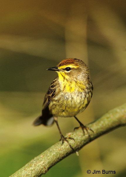 Palm Warbler ventral view