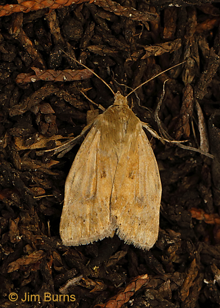 Paradoxical Grass Moth very worn male, Arizona--8923