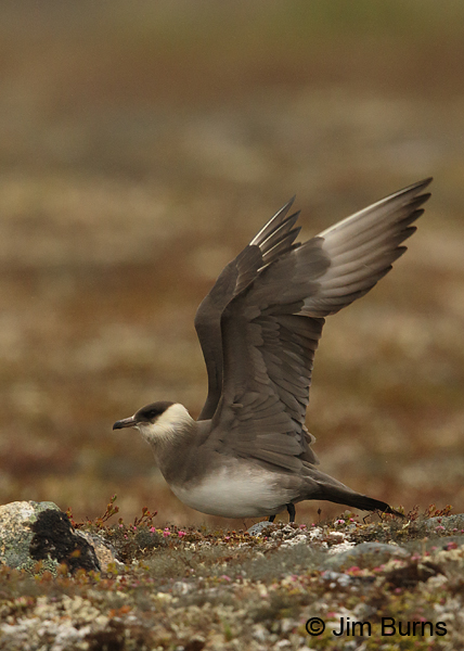 Parasitic Jaeger wingstretch and flowers