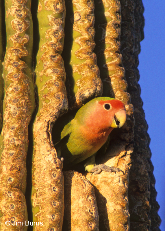 Rosy-faced Lovebird in Saguaro