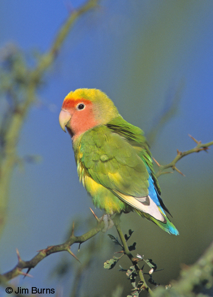 Rosy-faced Lovebird yellow variant