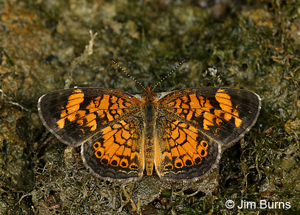 Pearl Crescent male, Tennessee