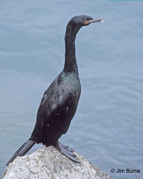 Pelagic Cormorant adult non-breeding showing red face patch