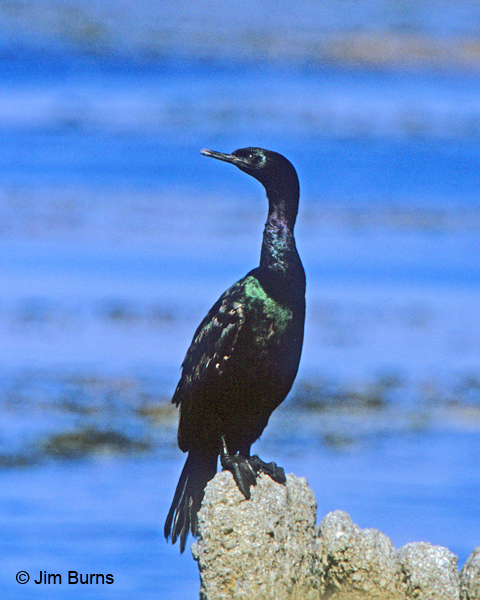 Pelagic Cormorant adult non-breeding