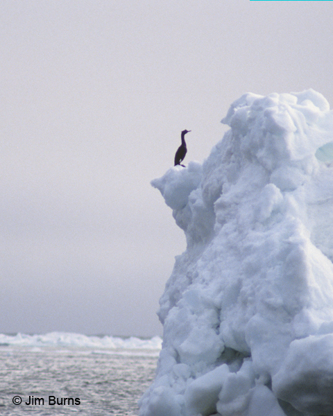 Pelagic Cormorant on ice floe in snowstorm