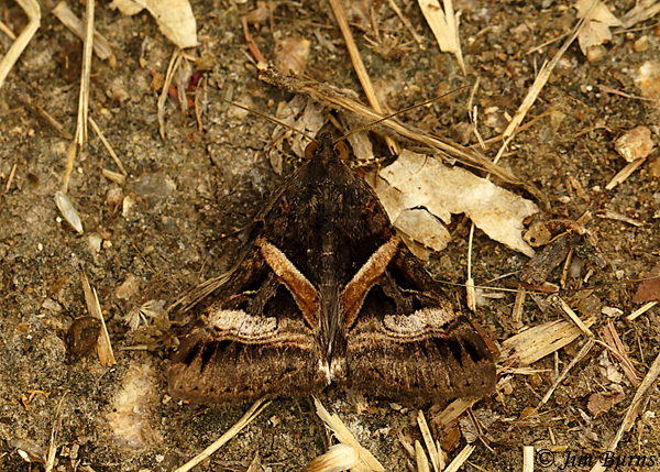 Perpendicular Melipotis Moth, Arizona--2966