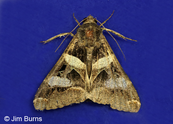 Perpendicular Melipotis Moth, Arizona