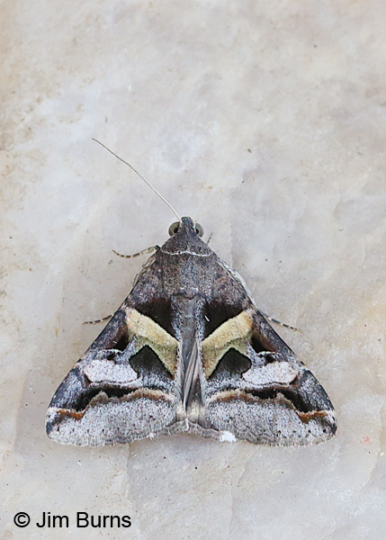 Perpendicular Melipotis Moth on rock, Arizona