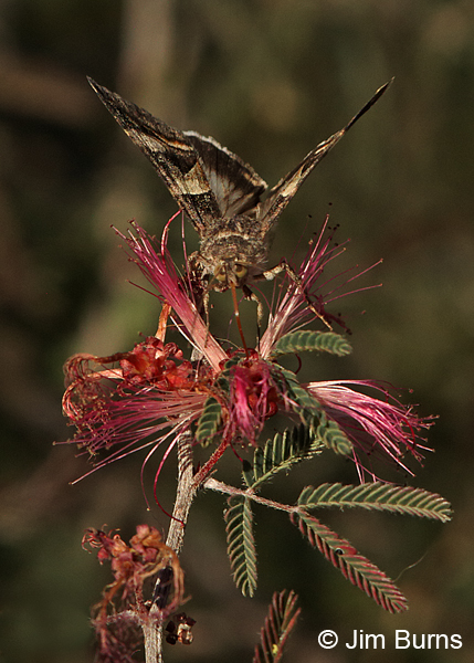 Perpendicular Melipotis Moth on Fairy Duster #2, Arizona