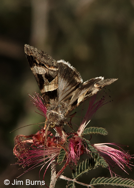 Perpendicular Melipotis Moth on Fairy Duster, Arizona