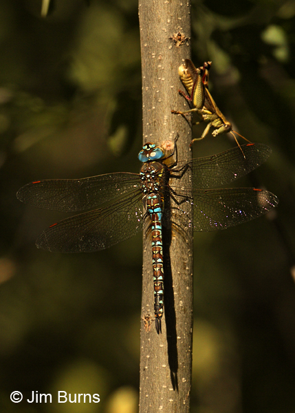 Persephone's Darner male with grasshopper, Cochise Co., AZ, October 2012