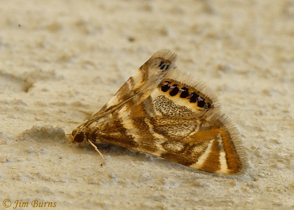 Petrophila hodgesi, Oklahoma--5904