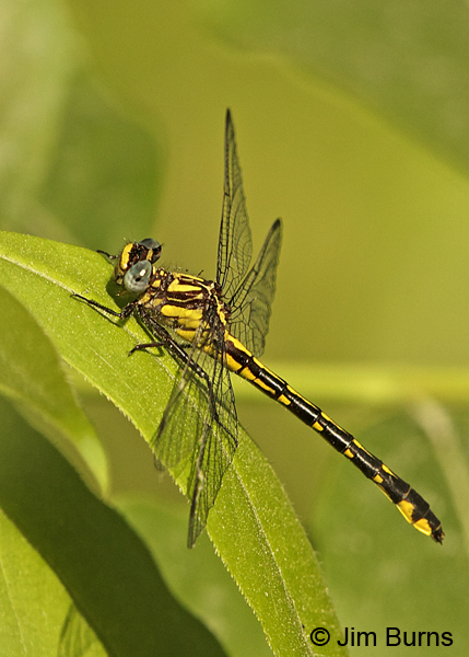 Piedmont Clubtail male, Chesterfield Co., SC, May 2014