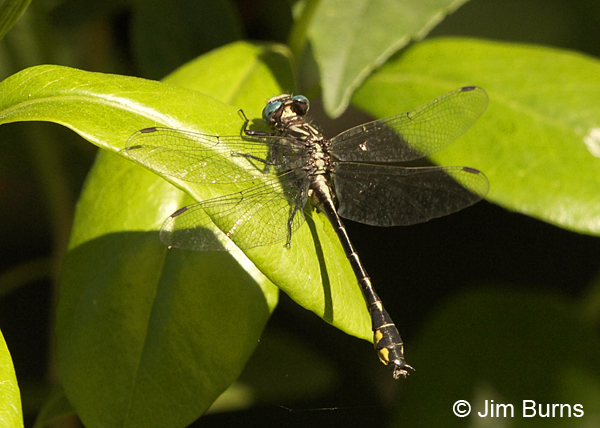 Piedmont Clubtail male dorsal view, Chesterfield Co., SC, May 2014