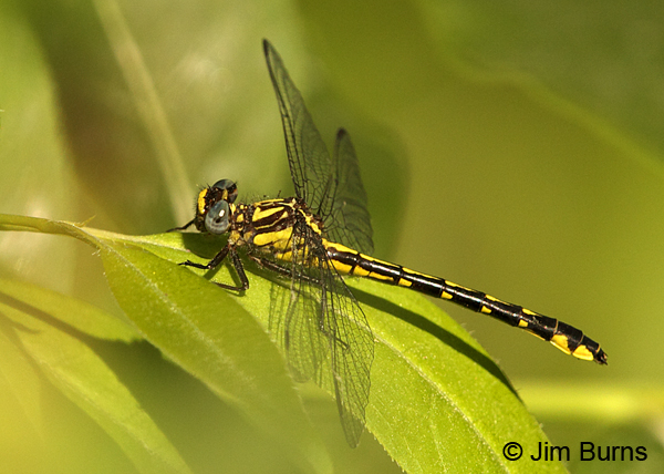 Piedmont Clubtail male dorsolateral view, Chesterfield Co., SC, May 2014