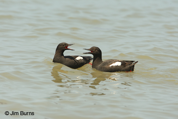 Pigeon Guillemots, adult and immature