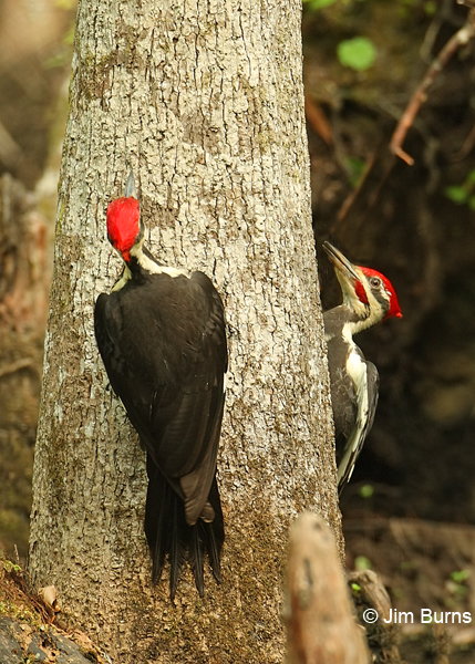 Pileated Woodpecker males negotiating territory