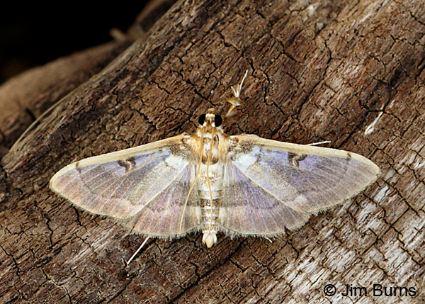 Pima Apilocrocis Moth, Arizona
