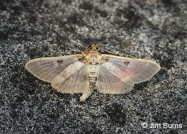 Pima Apilocrocis Moth #2, Arizona
