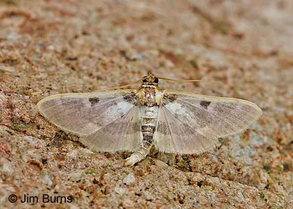 Pima Apilocrocis Moth #3, Arizona.