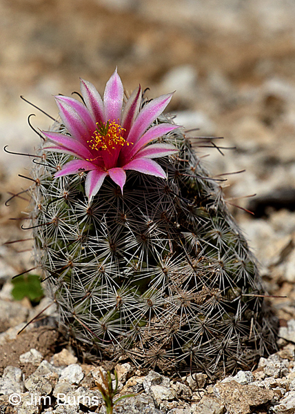 Pincushion Cactus, Arizona