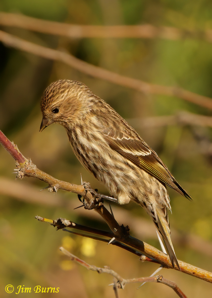 Pine Siskin gleaning buds on plant--1709