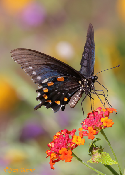 Pipevine Swallowtail male on Lantana--5946