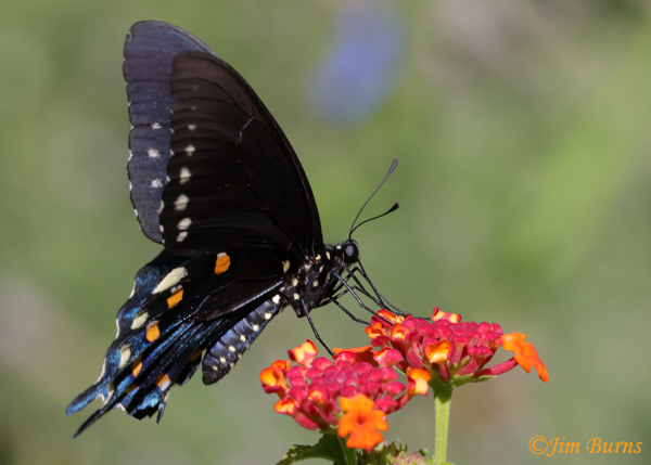 Pipevine Swallowtail male on Lantana--5957