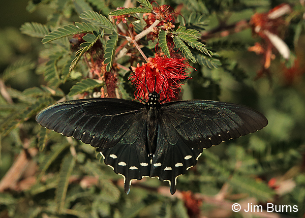 Pipevine Swallowtail female at Fairy Duster, Arizona
