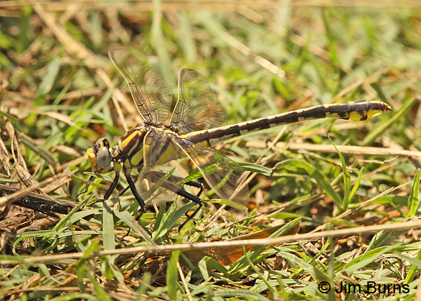 Plains Clubtail female on ground,Travis Co., TX, May 2013