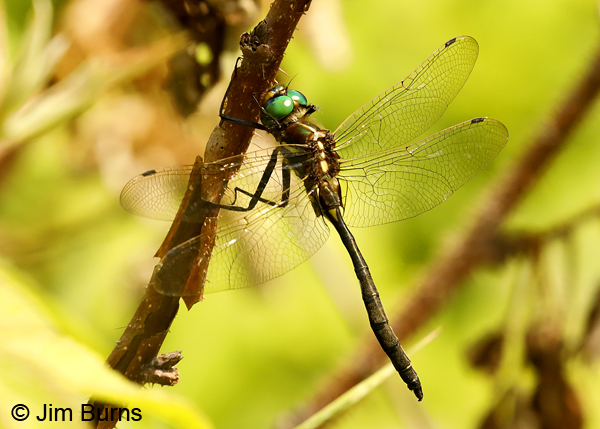 Plains Emerald male hanging up on woody stem, St. Louis Co., MN, July 2018--9979