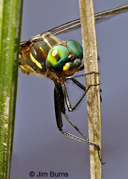 Plains Emerald male face and thorax shot, St. Louis Co., MN, July 2018--9991