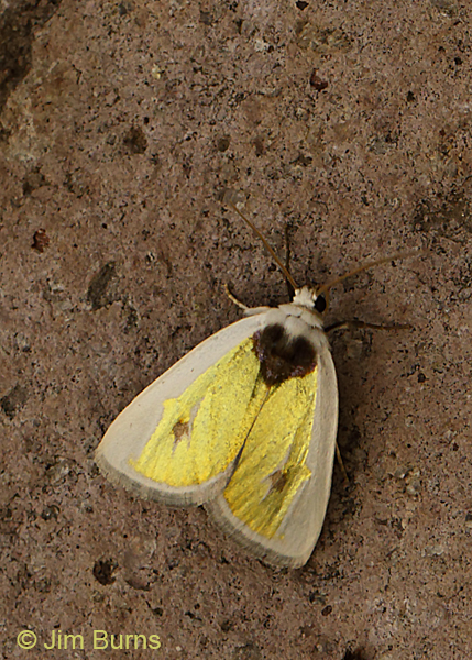 Poetry Moth on rock, Arizona--8890