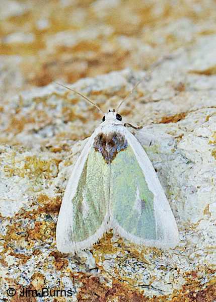 Poetry Moth dorsal view, Arizona