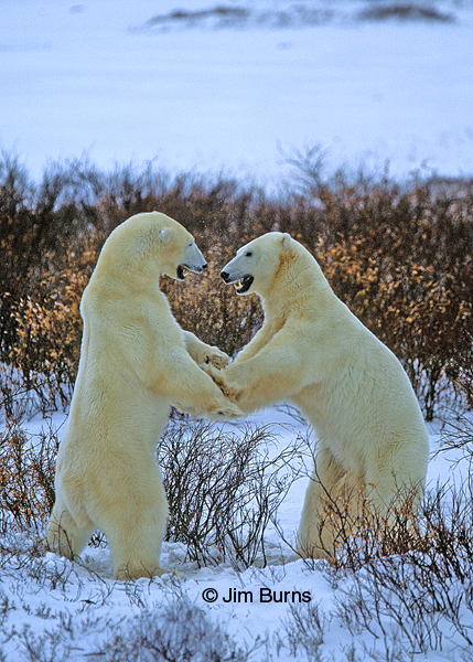 Polar Bear juveniles dancing