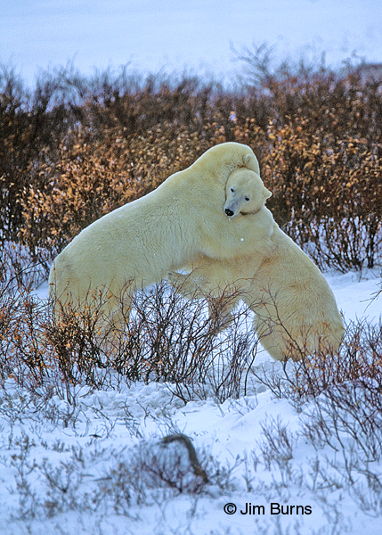 Polar Bear juveniles sparring