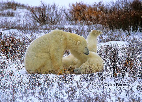 Polar Bear juveniles wrestling