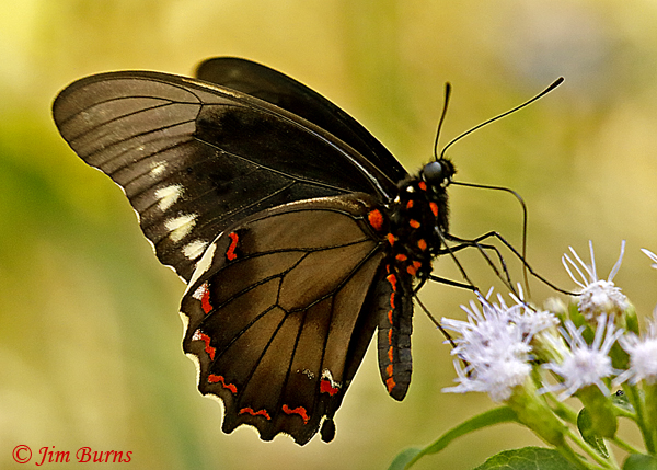 Polydamas Swallowtail, Texas--2806