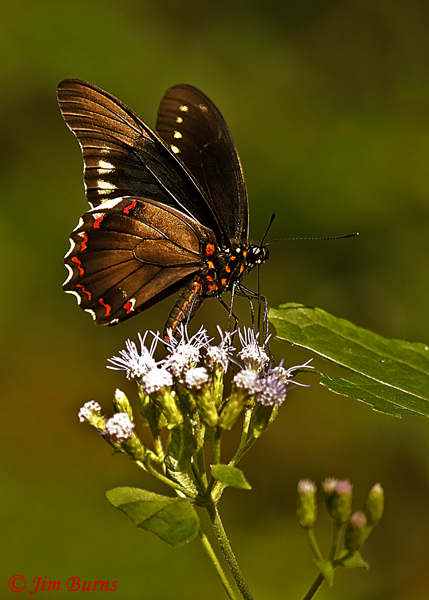 Polydamas Swallowtail vertical, Texas--2816