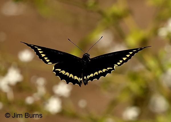 Polydamas Swallowtail in flight, Texas