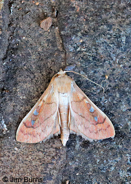 Polygrammodes baeuscalis, Arizona