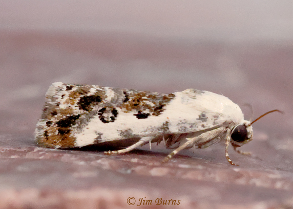 Ponometia phecolisca, Arizona--5891