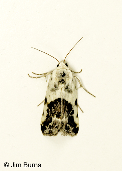 Ponometia sutrix on white, Arizona