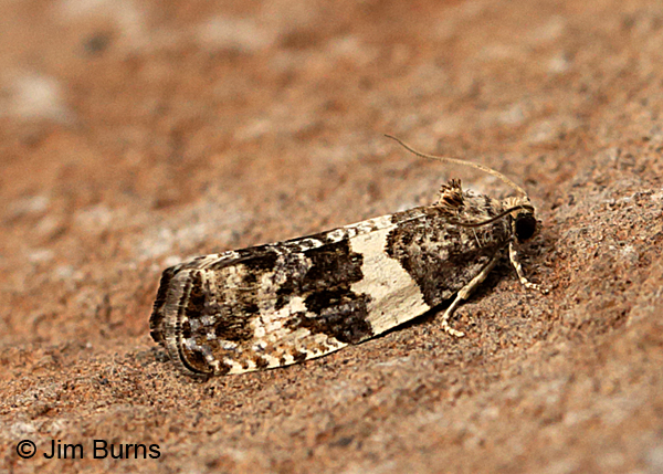 Popular Leafroller Moth, Arizona