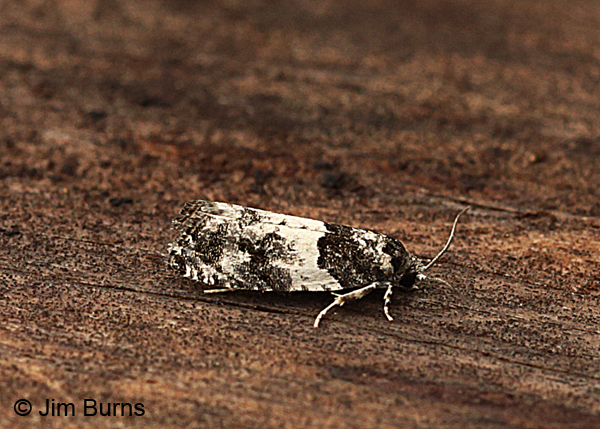 Popular Leafroller Moth #2, Arizona