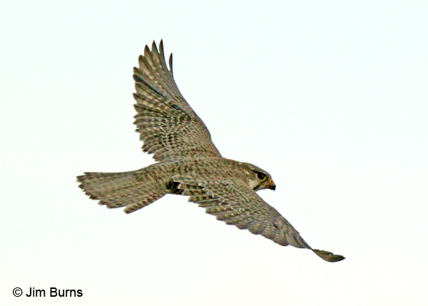 Falconiformes. sub Falconidae - sub fam Falconinae - gênero Falco - Página 2 Prairie-Falcon-in-flight,-d