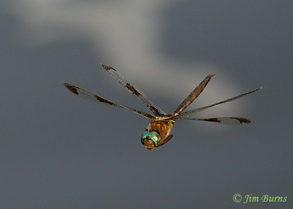 Prince Baskettail male incoming, McCurtain Co., OK, August 2019--5521