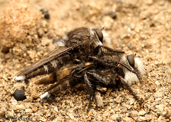 Promachus atrox male on male cannabalism, Arizona