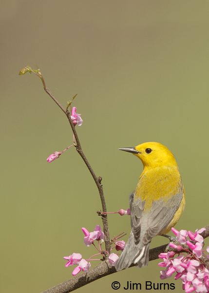 Prothonotary Warbler male in Redbud #2