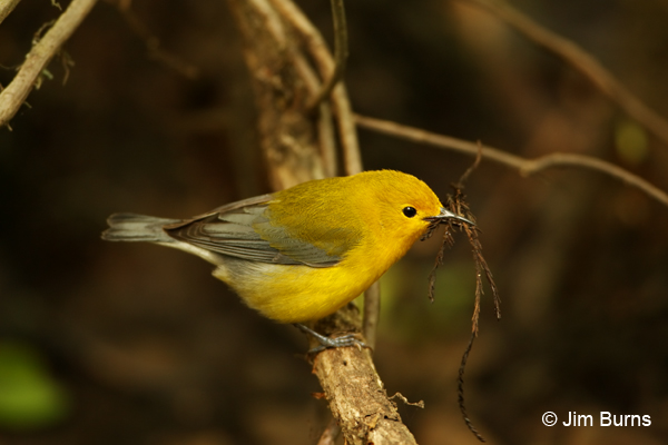 Prothonotary Warbler female with nesting material